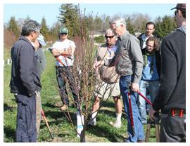 Dr. Ted DeJong and 2013 pomology extension course participants during a pruning workshop.