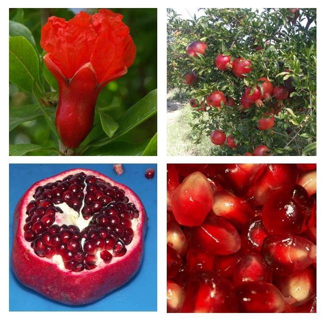 Photographs of the Parfianka cultivar courtesy of Jeff Moersfelder at the USDA National Clonal Germplasm Repository. Images of a wide range of pomegranate cultivars are available on our new site.
