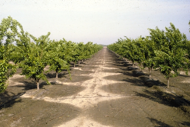 Orchard irrigation. Photo by Jack Kelley Clark, UC IPM Program.