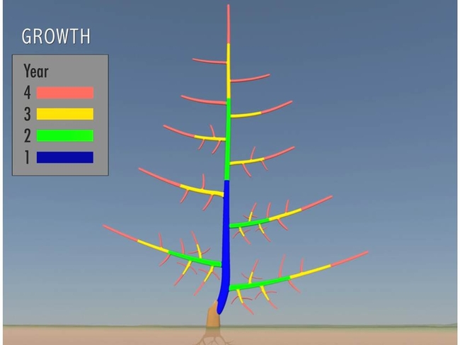 Still image of the tree growth animation displaying shoots and trunk produced each year over a four year period.