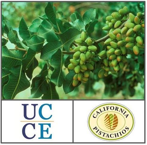 Image of healthy pistachio branch, UC Cooperative Extension logo, and California Pistachio Research Board logo.