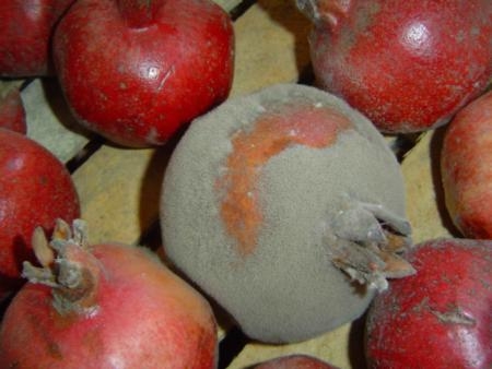Gray mold (botrytis) on pomegranates