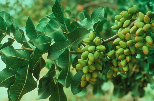 Healthy pistachio leaves and fruit on the tree.