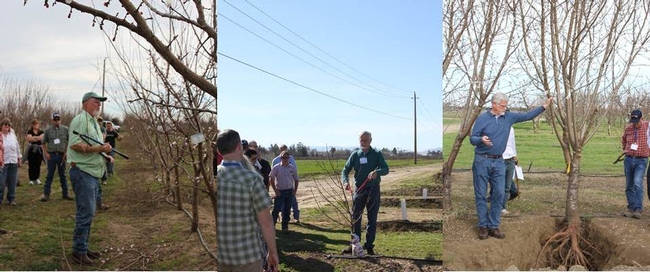 Course instructors Ted DeJong and Kevin Day leading hands on pruning lessons in the UC Davis teaching orchard.