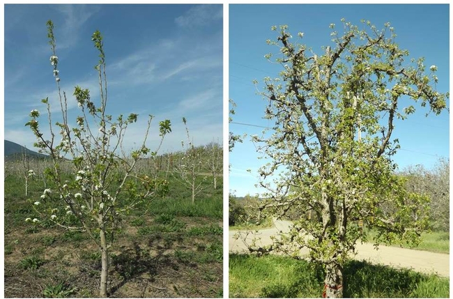 Picture 1. Abate (left image) and Bartlett (right image) pear varieties in Lake County. Note the striking differences in leaf size and bloom on north (right) and south (left) sides of each tree. Northern buds have small fruitlets, southern buds have flowers. Pictures taken by Alberto Ramos Luz.