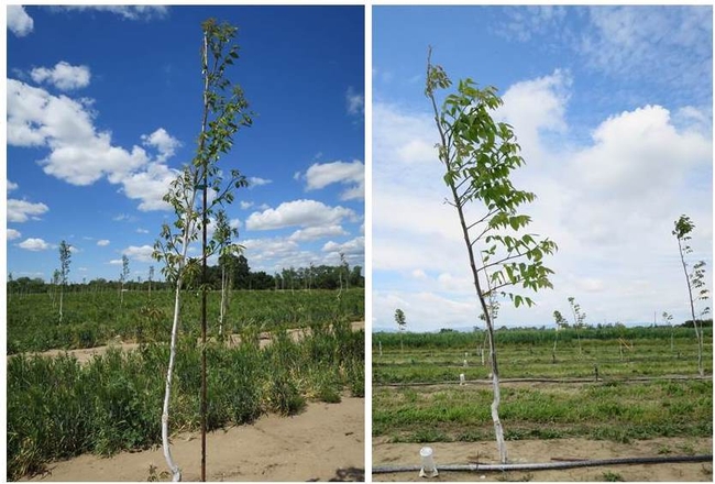 Picture 2. English walnut leaf out occurred in north facing buds (right) 2-6 weeks earlier than in south facing buds (left). The photo on the left is from a commercial orchard in San Joaquin County. The photo on the right is of Chandler walnuts in a trial on the UC Davis campus. Pictures taken by Dr. Bruce Lampinen.