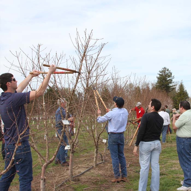Hands-on pruning exercise during first week of the course.