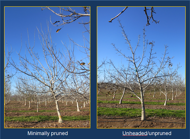Walnut pruning research. Photos courtesy of J. Hasey, UCCE Farm Advisor Yuba-Sutter Counties