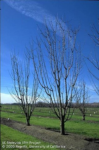 Dormant tree. photo courtesy of UC IPM