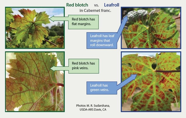 Red Blotch vs. Leafroll, from NCPN-Grapes Fact Sheet