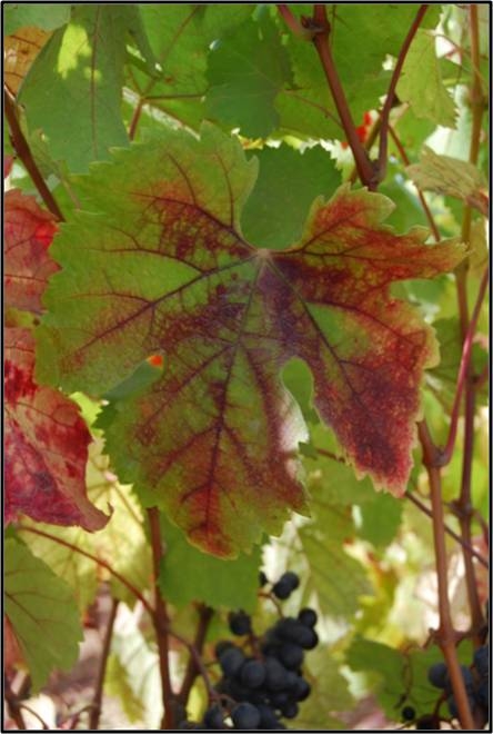 Red blotch and red vein symptoms of Grapevine Red Blotch associated Virus.