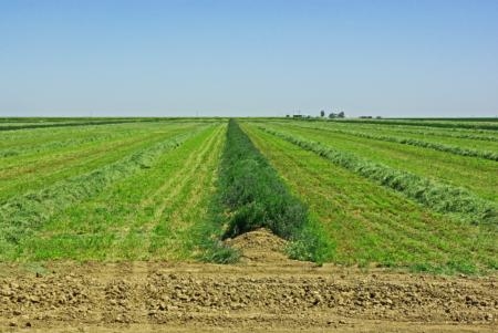 habitat preservation thru alfalfa strip harvest