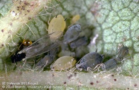 Group of cotton aphids on leaf, both light and dark forms