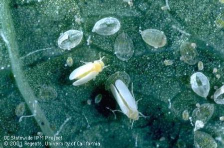Sweetpotato whitefly (Biotype B) adult and nymphs