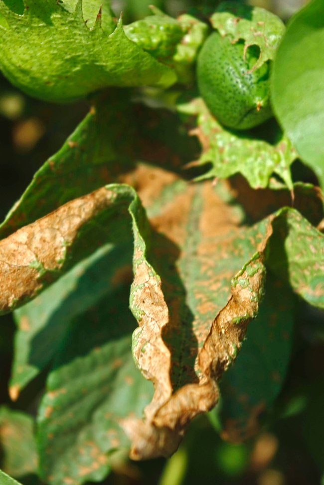 Close-up photo of cotton leaf damaged by pale striped flea beetle