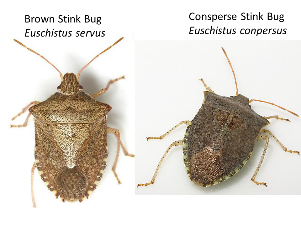 Guide To Stink Bug Available - IPM In Field Crops - ANR Blogs