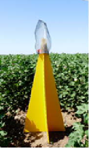Aluminum screen funnel affixed atop yellow pyramid trap was assembled at each sampling location.