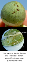 Top: external feeding damage on a cotton boll. Bottom: Internal feeding damage, puncture and worts