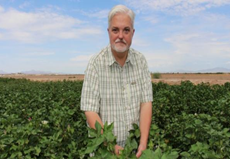 Red River Farms - Blythe, CAEntomologist Dr. Vonny M. Barlow of UCANR- Riverside surveying cotton for BSB