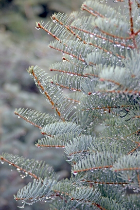 dew on true fir needles