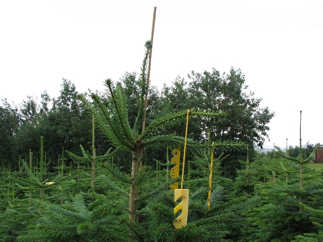 Hangers to straighten Nordmann branches