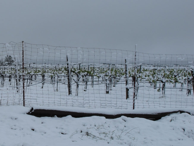 Snow covered vineyard.