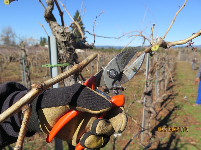 A hand with pruning shears cutting a grape cane.
