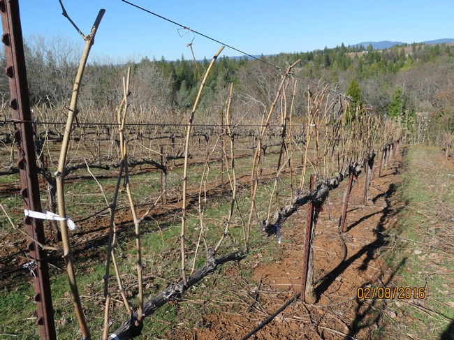 A line of double pruned vines.