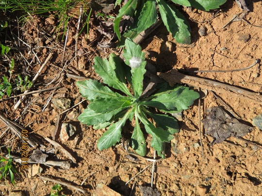 Weed 1: Hairy Fleabane, often confused with Horseweed.