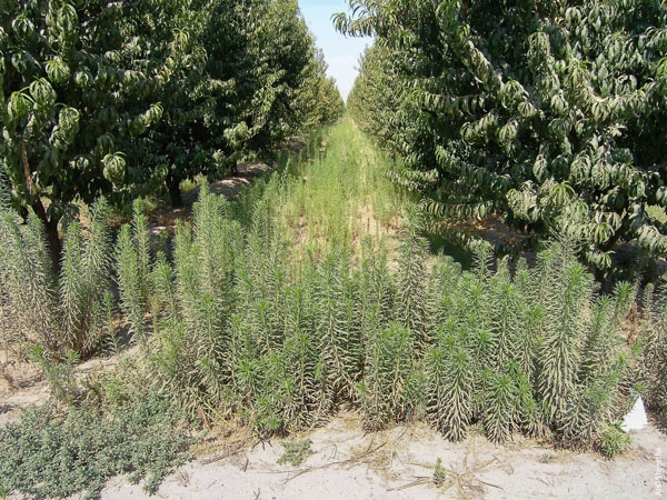 Only using glyphosate can result in resistance, documented in horseweed and fleabane.