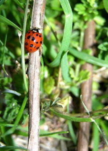 Ladybird beetles and other natural enemies use radish as a pollen and nectar resource.