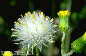Groundsel seedhead: control these weeds before they flower!