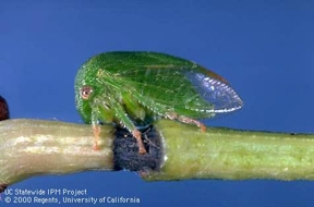 The 3 cornered alfalfa treehopper has been shown to transmit Red Blotch virus in greenhouse tests.