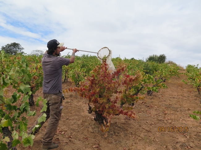 Michael Bollinger (Zalom lab assistant) sweeping a red blotch vine for insects.