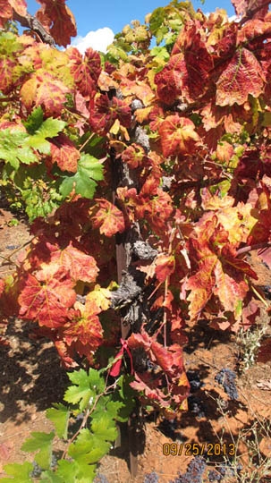 Primitivo grape with red blotch virus symptoms