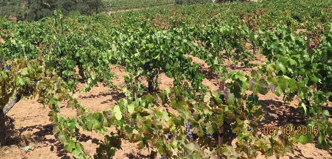 A vineyard with spreading pattern of Red Blotch.