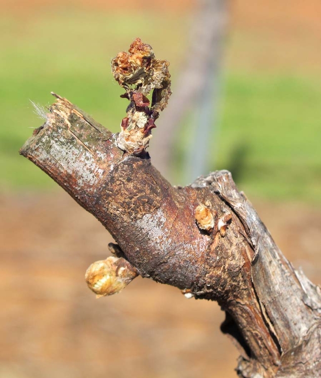 A grape bud that has frost damage.