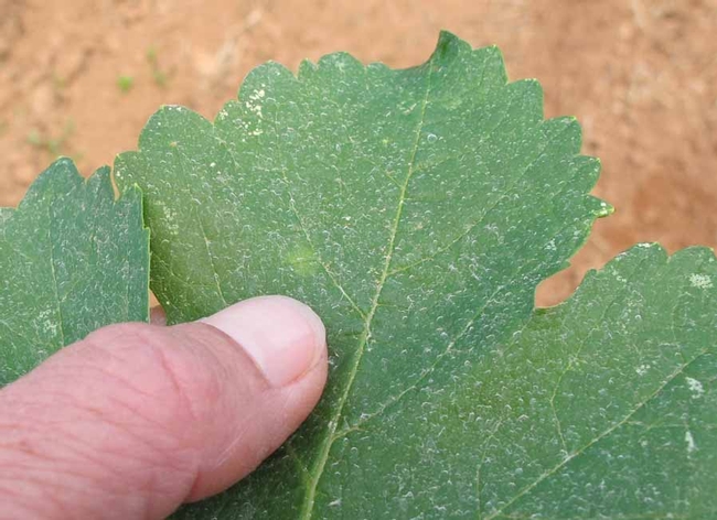 a grape leaf with a light yellow powdery mildew spot on it