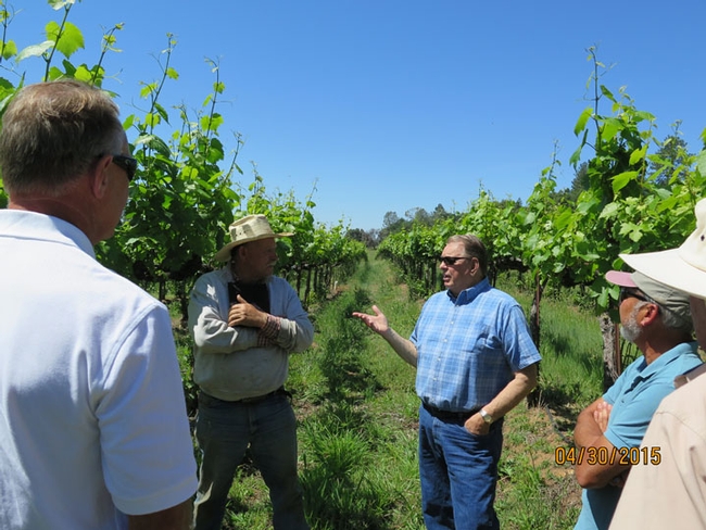 A group of men in a vineyard discussing powdery mildew treatments.