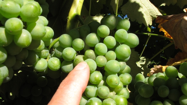 A cluster of grapes with mildew.