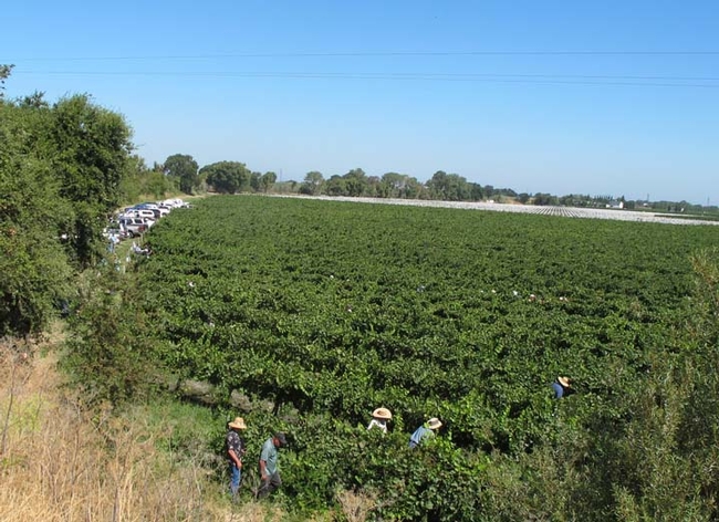 A vineyard with people walking through it