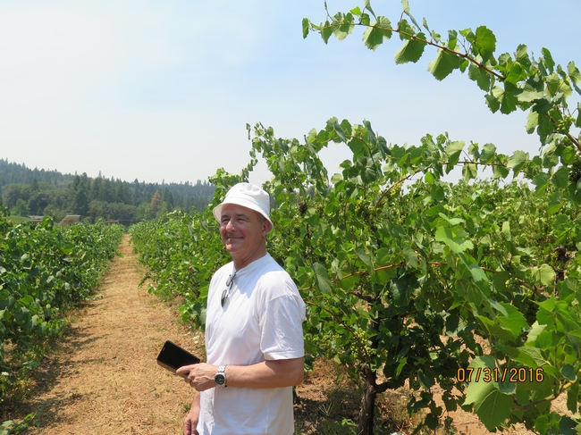 A man standing in a vineyard.