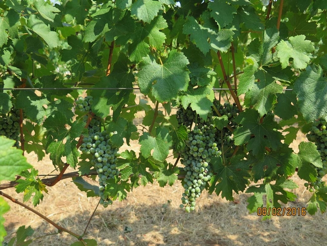 A cluster of nebbiolo grapes, still green.
