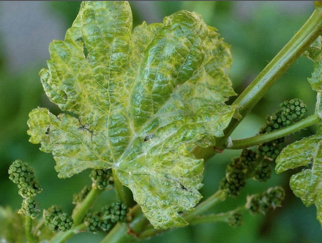 A mottled and stunted virus infected grape leaf.