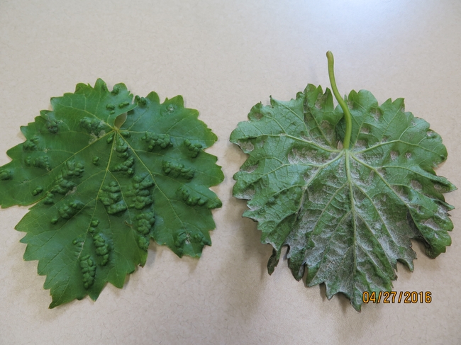 Eriophyid mite damage on a grape leaf produces blisters on the top and a downy mat of hairs on the back.