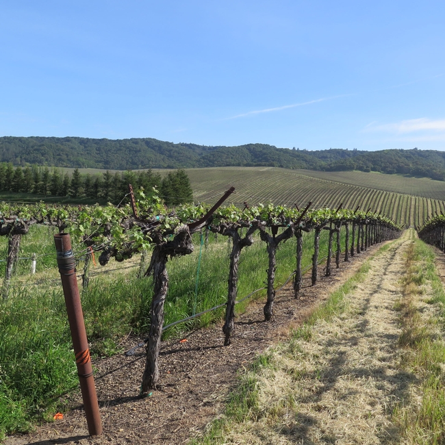 A sloping vineyard