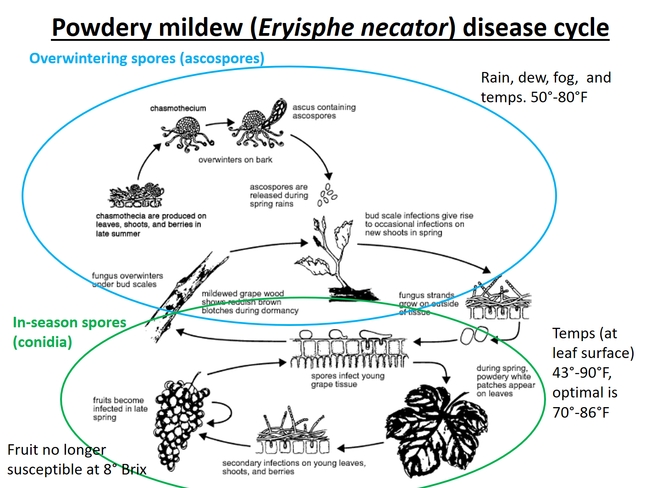 Cycle of disease and spore production