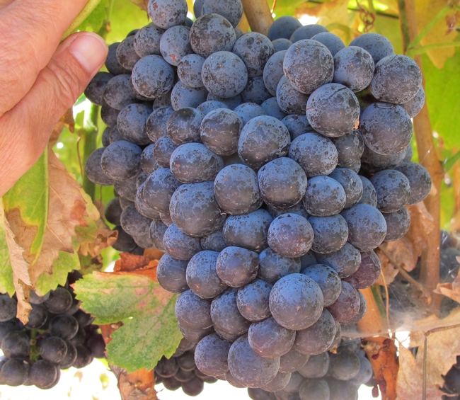 A grape cluster.