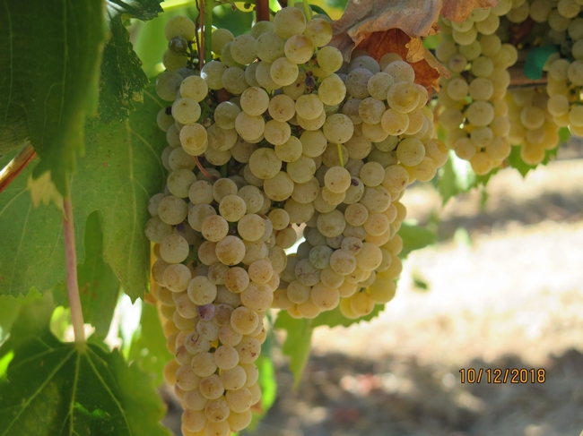 A white wine grape cluster