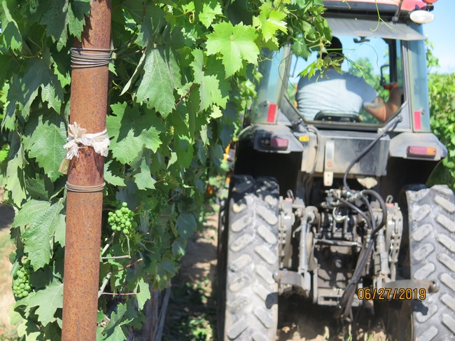 The back of a tractor moving through a vineyard row and a shot of the leaf removal from the equipment mounted in the front.